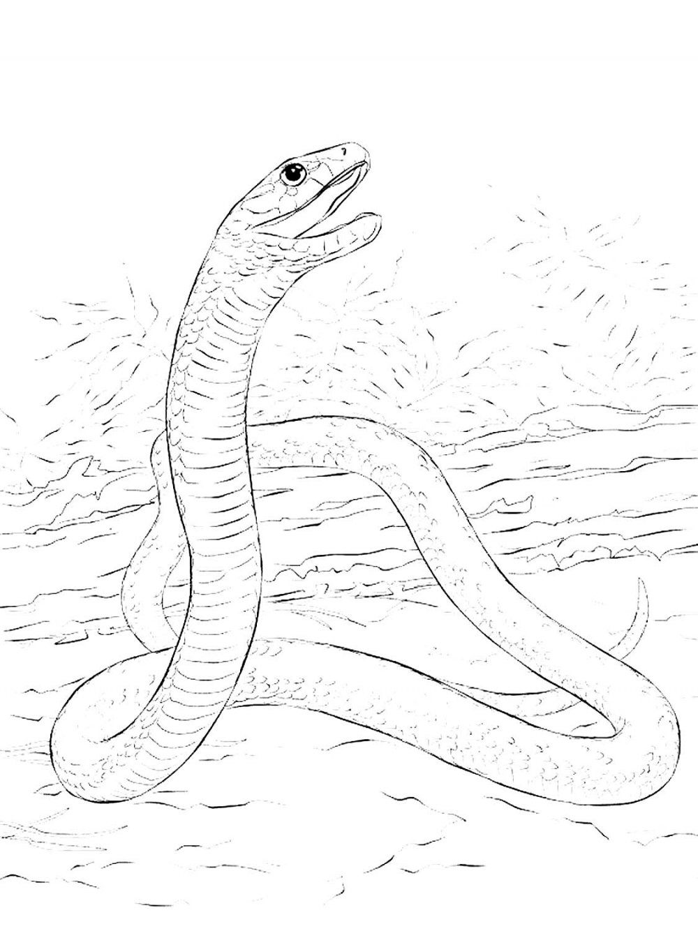 Анаконда змея