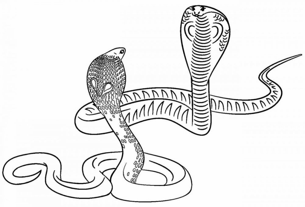 Змея гадюка обыкновенная