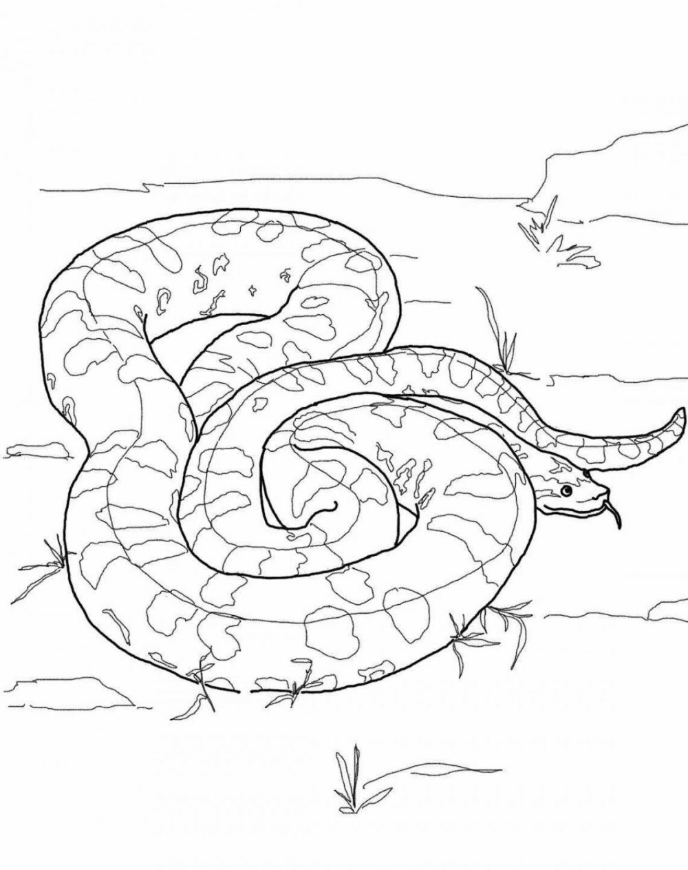Змея раскраска реалистичная