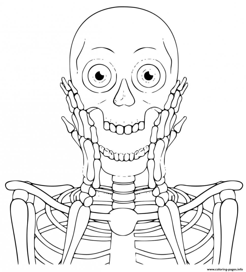 Рисунок «скелет человека. Отделы скелета»