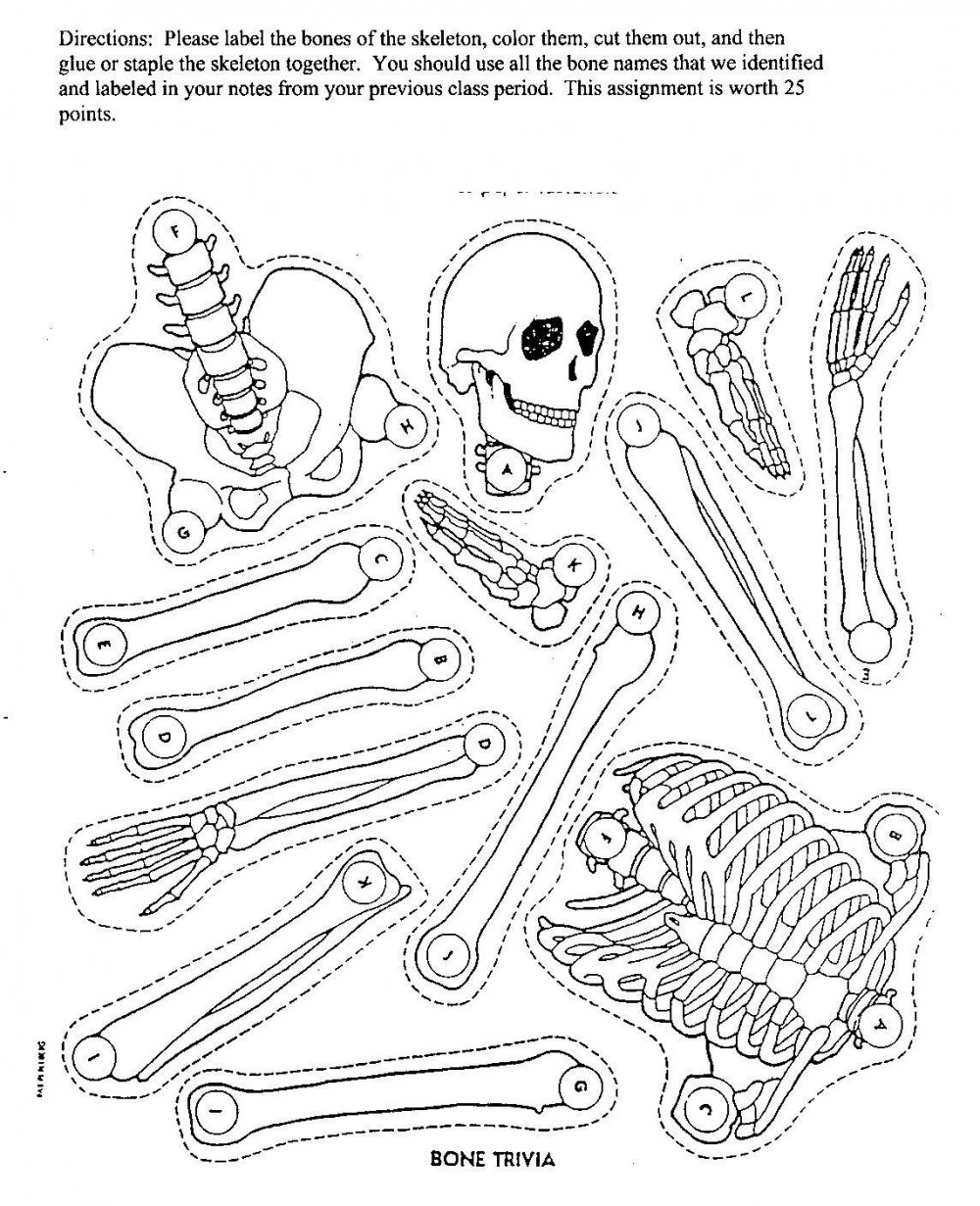 Скелеты раскраска для взрослых