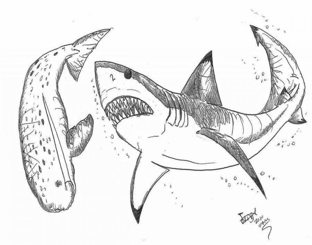 Рифовая акула раскраска