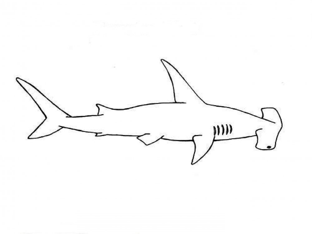 Китовая акула контур