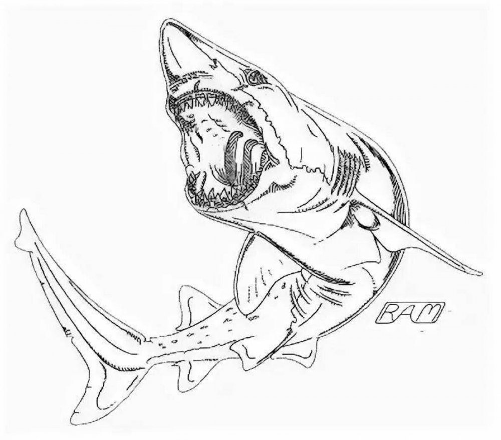 Раскраска большеротая акула