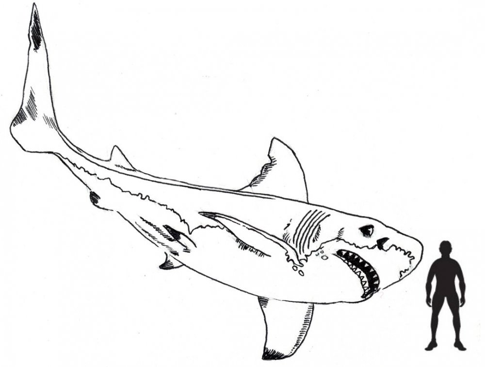 Лёгкие рисунки акулы