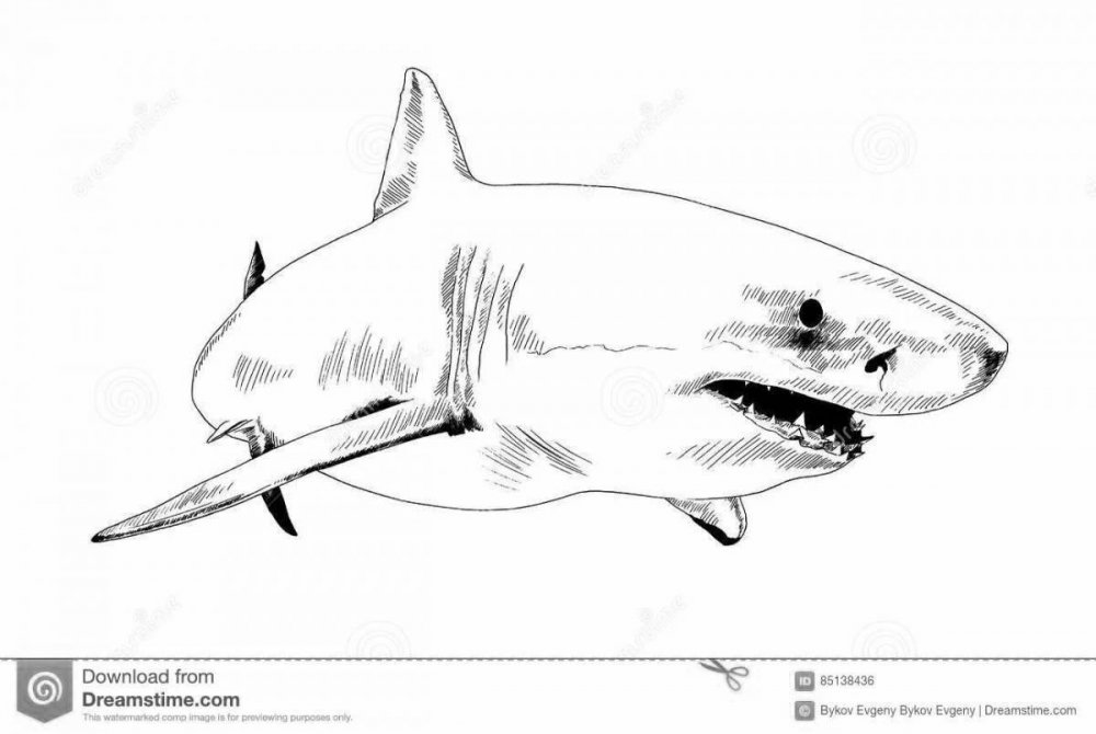 Оружия акула раскраска