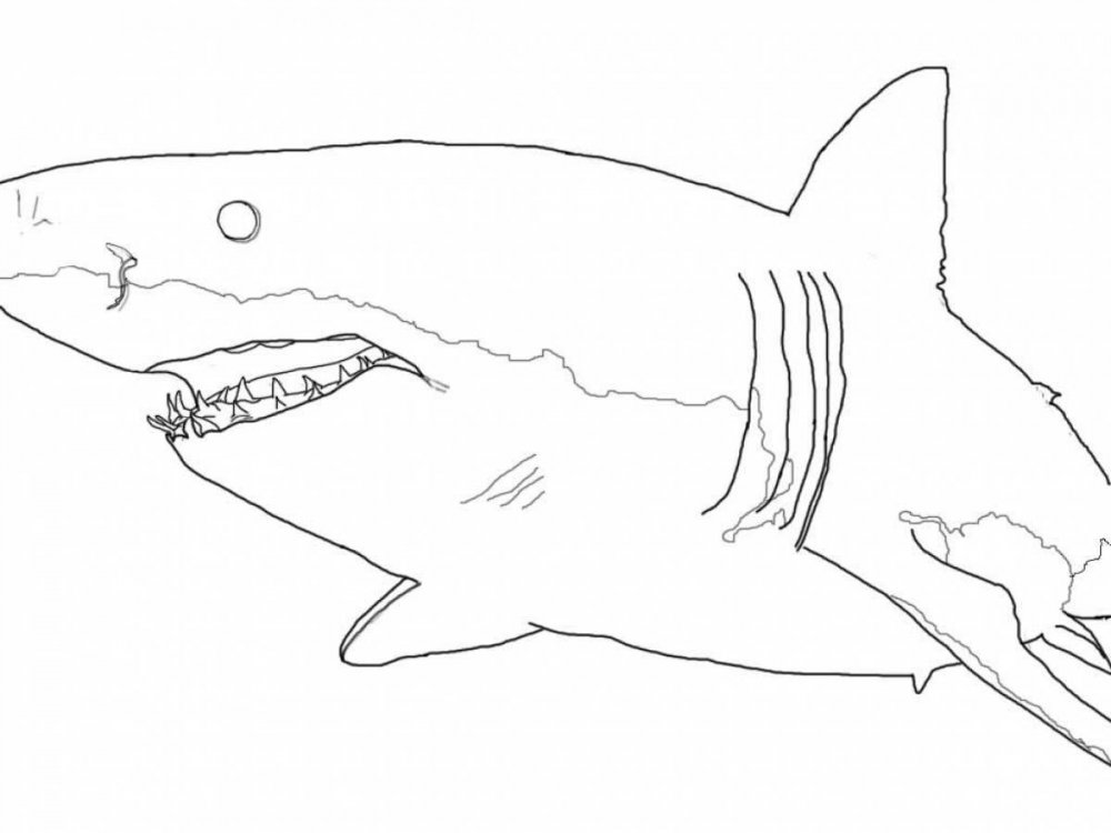 Пасть акулы раскраска
