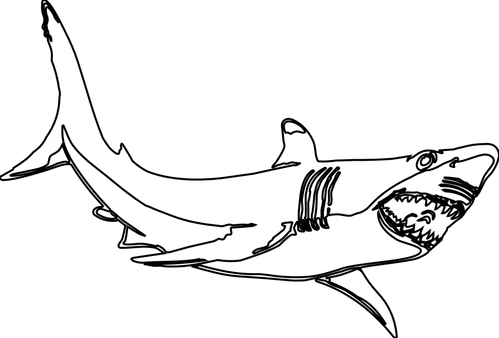 Лисья акула раскраска