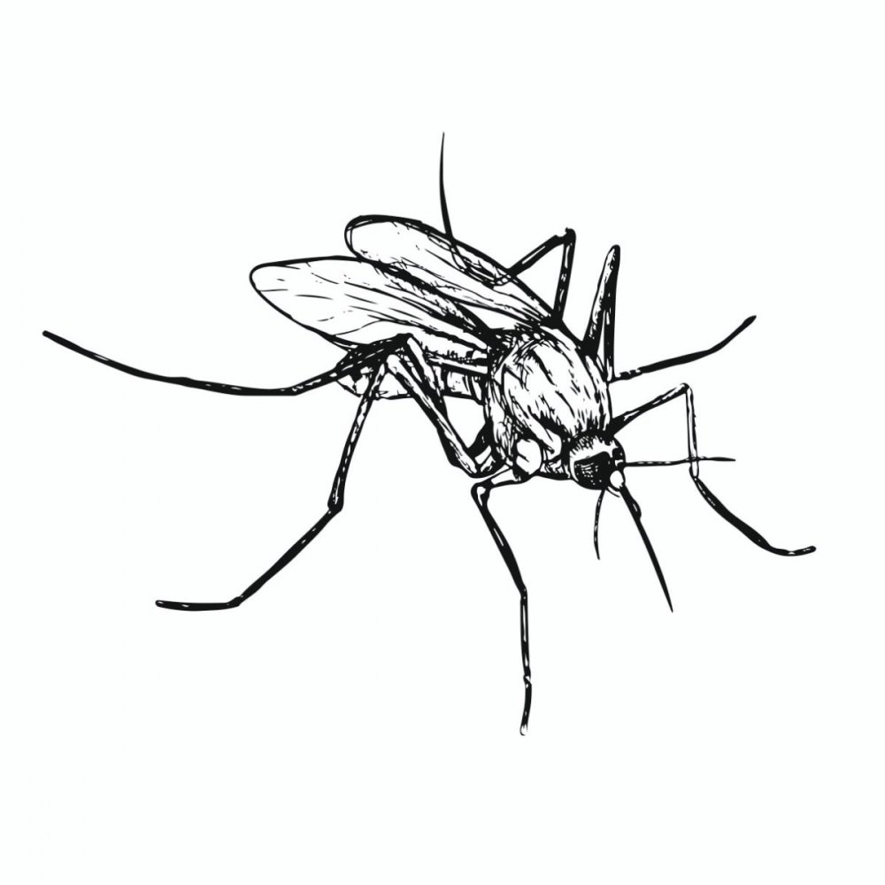 Комар долгоножка строение