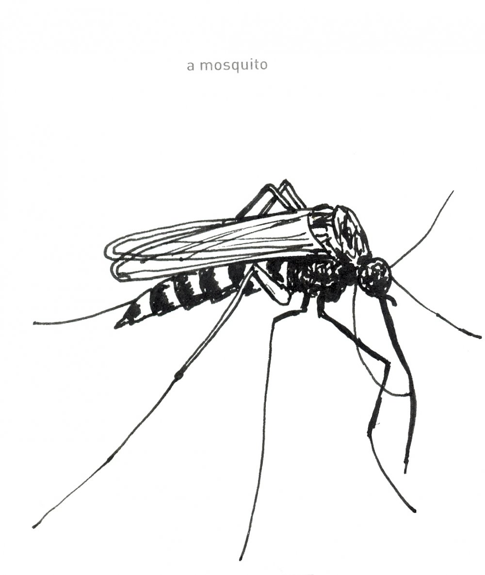 Малярийный комар рисунок