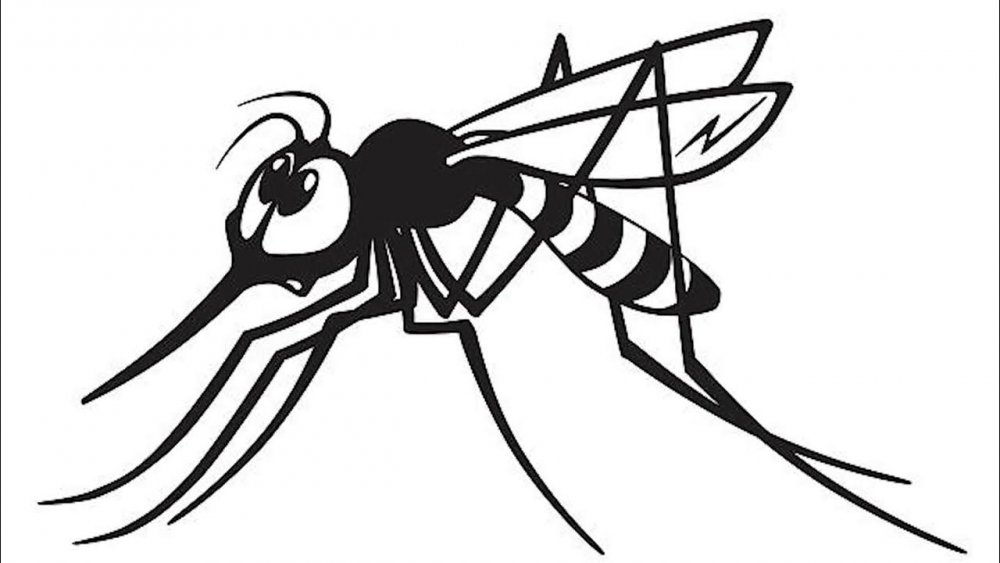 Малярийный комар строение