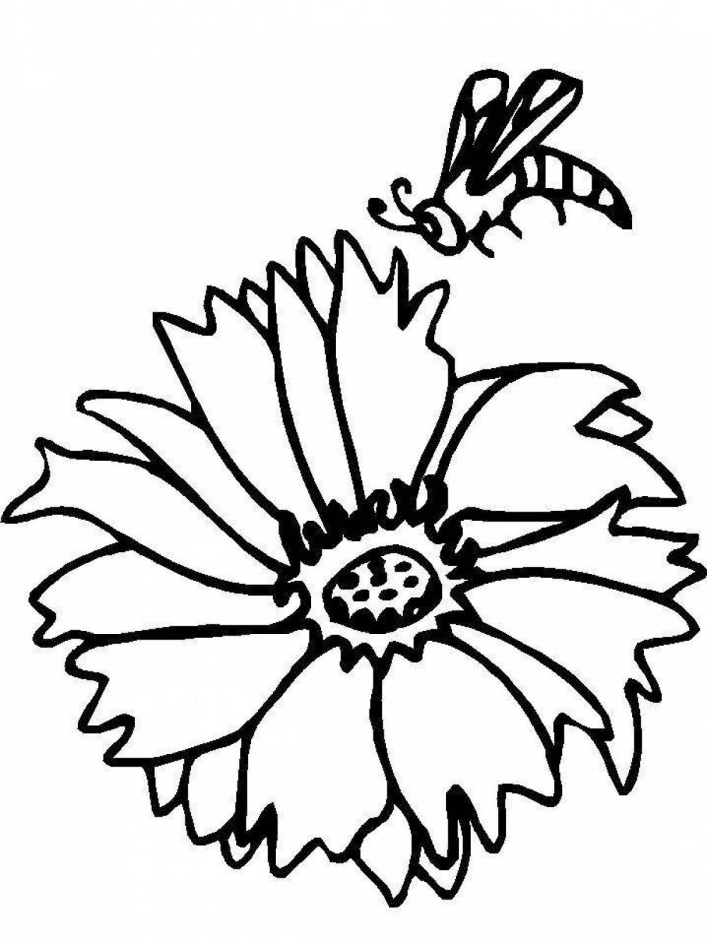 Василек гвоздика цветок