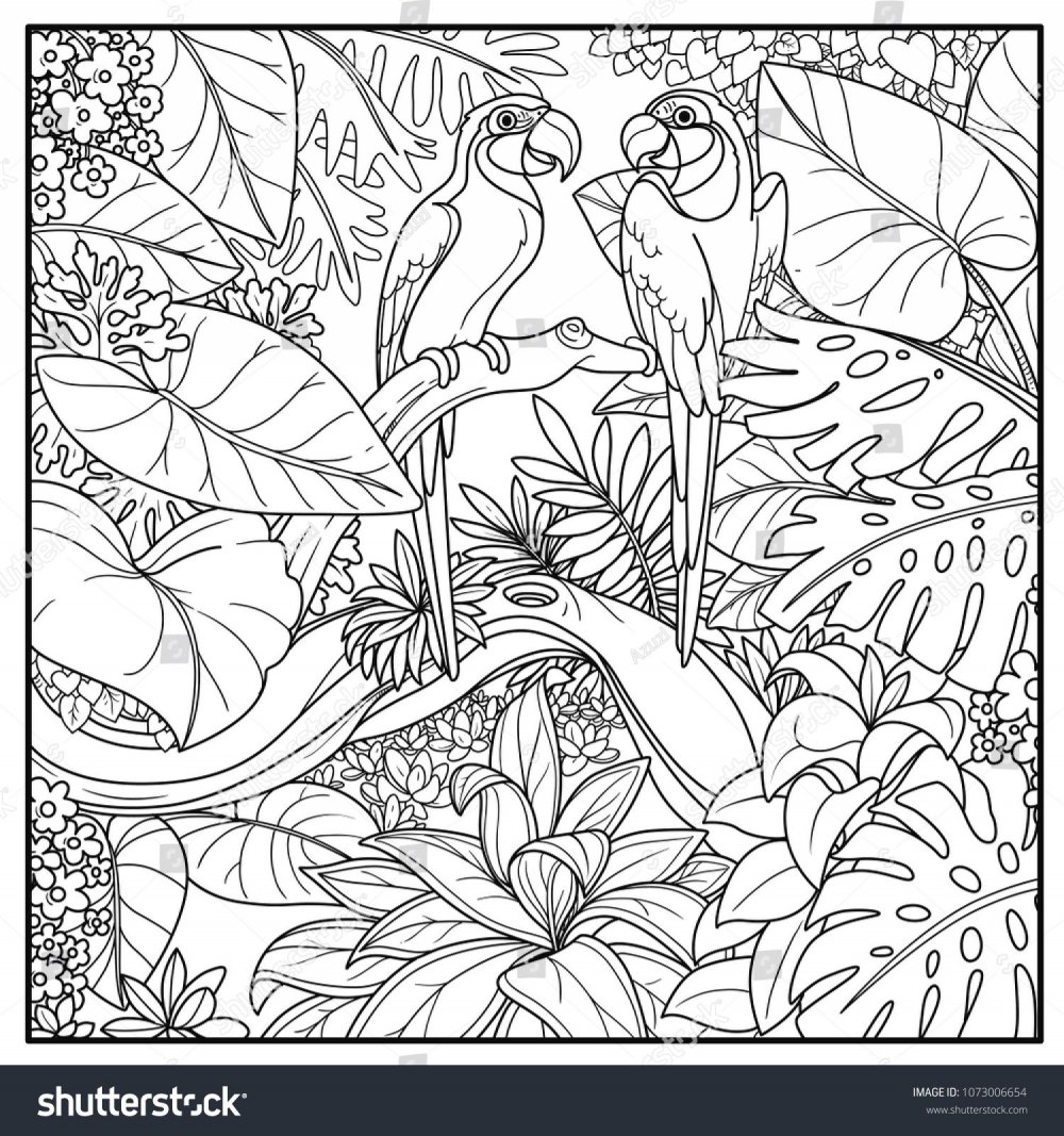 Раскраска джунгли птицы и цветы