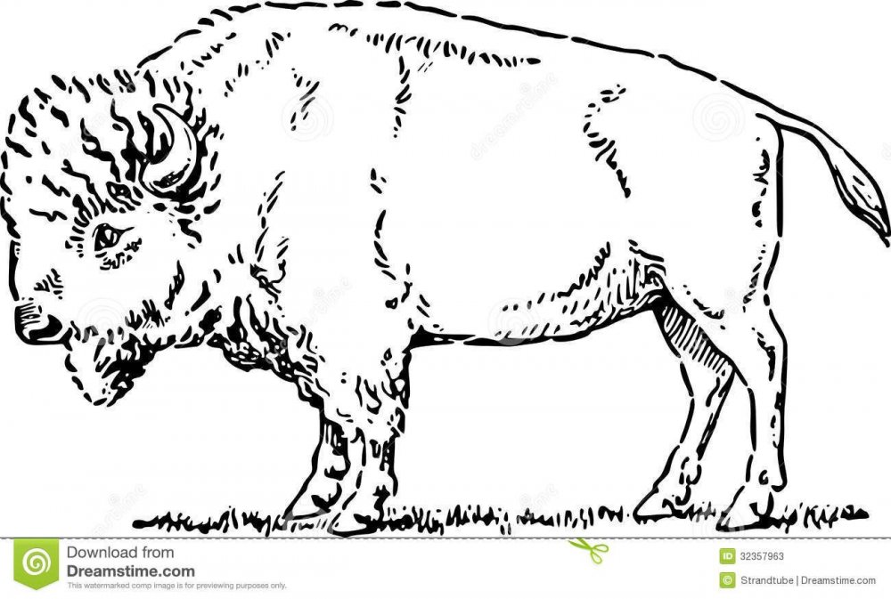 Африканский буйвол раскраска