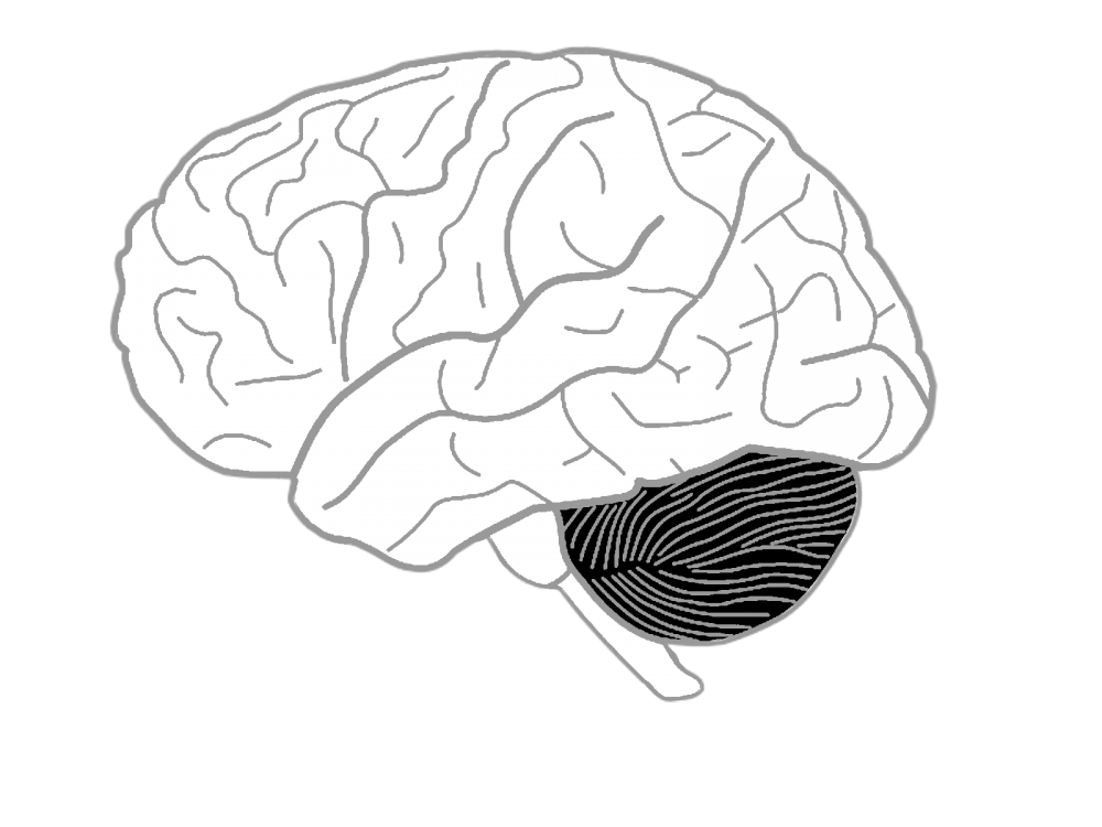 Срединный Сагиттальный срез головного мозга