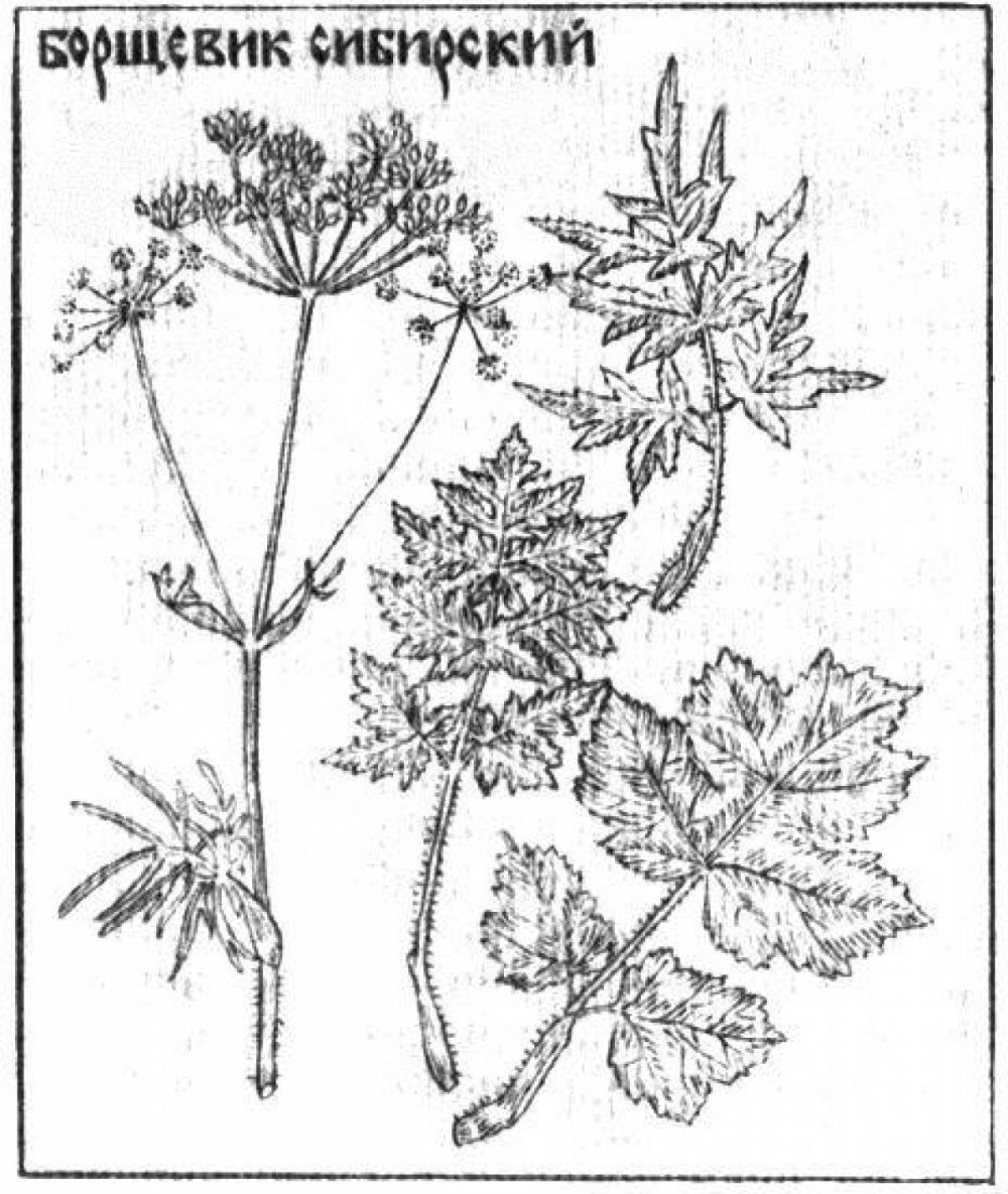 Борщевик Ботанический рисунок