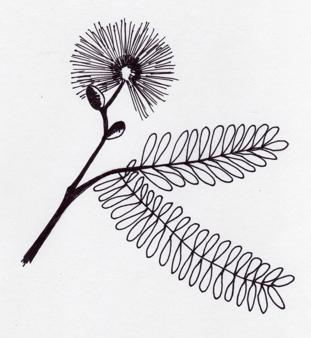 Схемы рисования растений для дошкольников