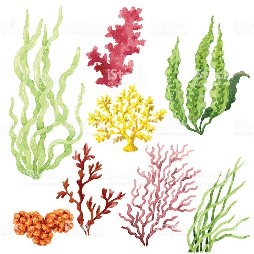 Морские водоросли для вырезания