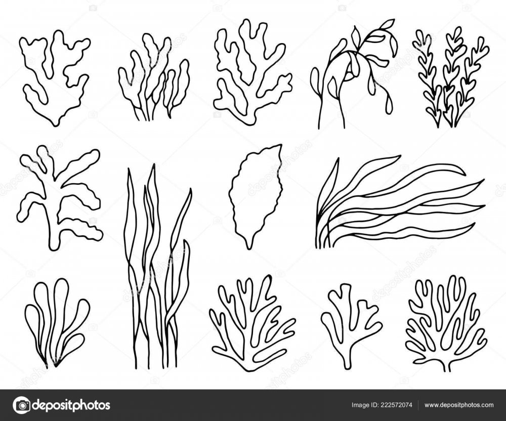 Раскраска морские водоросли