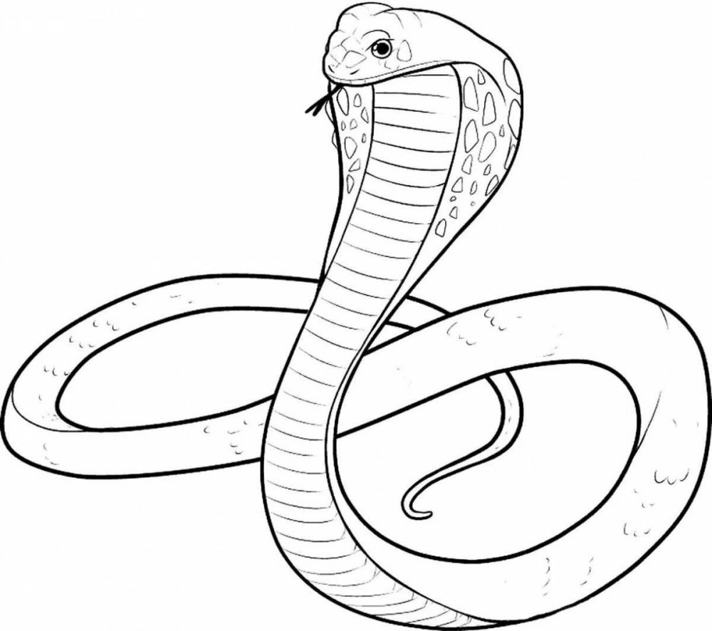 Раскраска змея Королевская Кобра