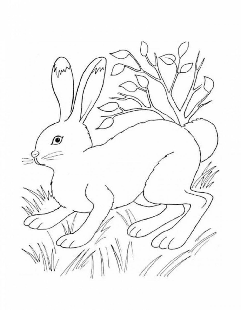 Заяц в лесу раскраска для детей