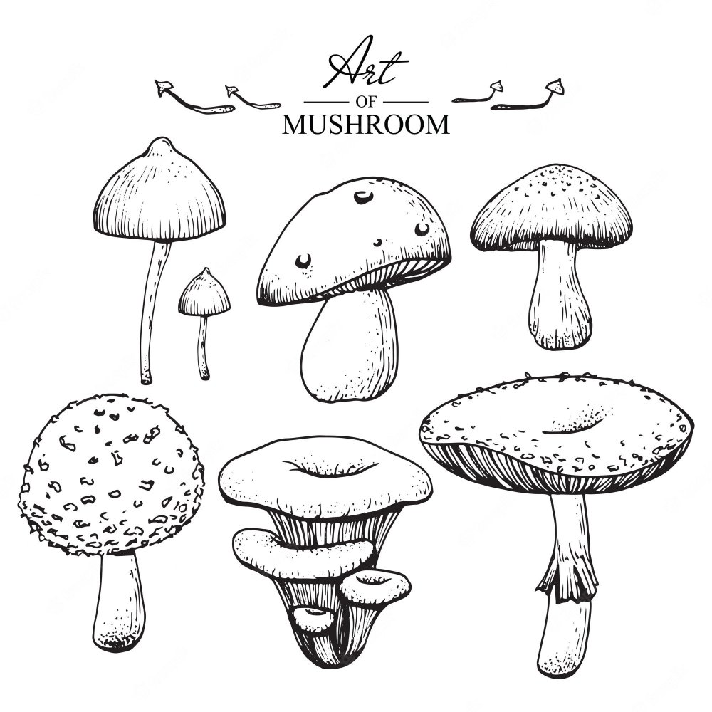 Раскраски грибов для детей с названиями