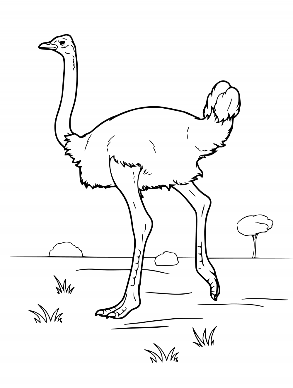 Рисование страуса фломастерами