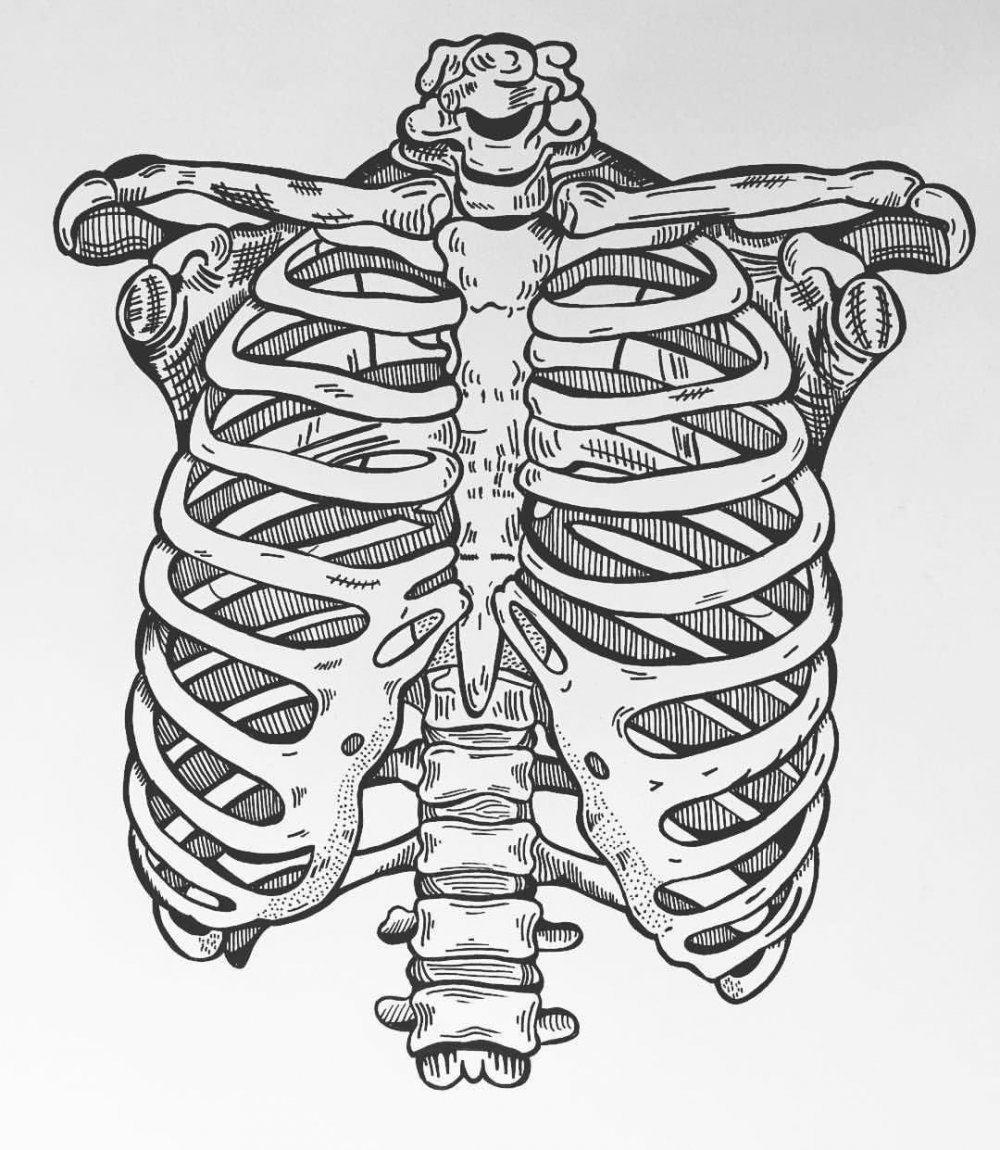 Грудина и ребра скелет