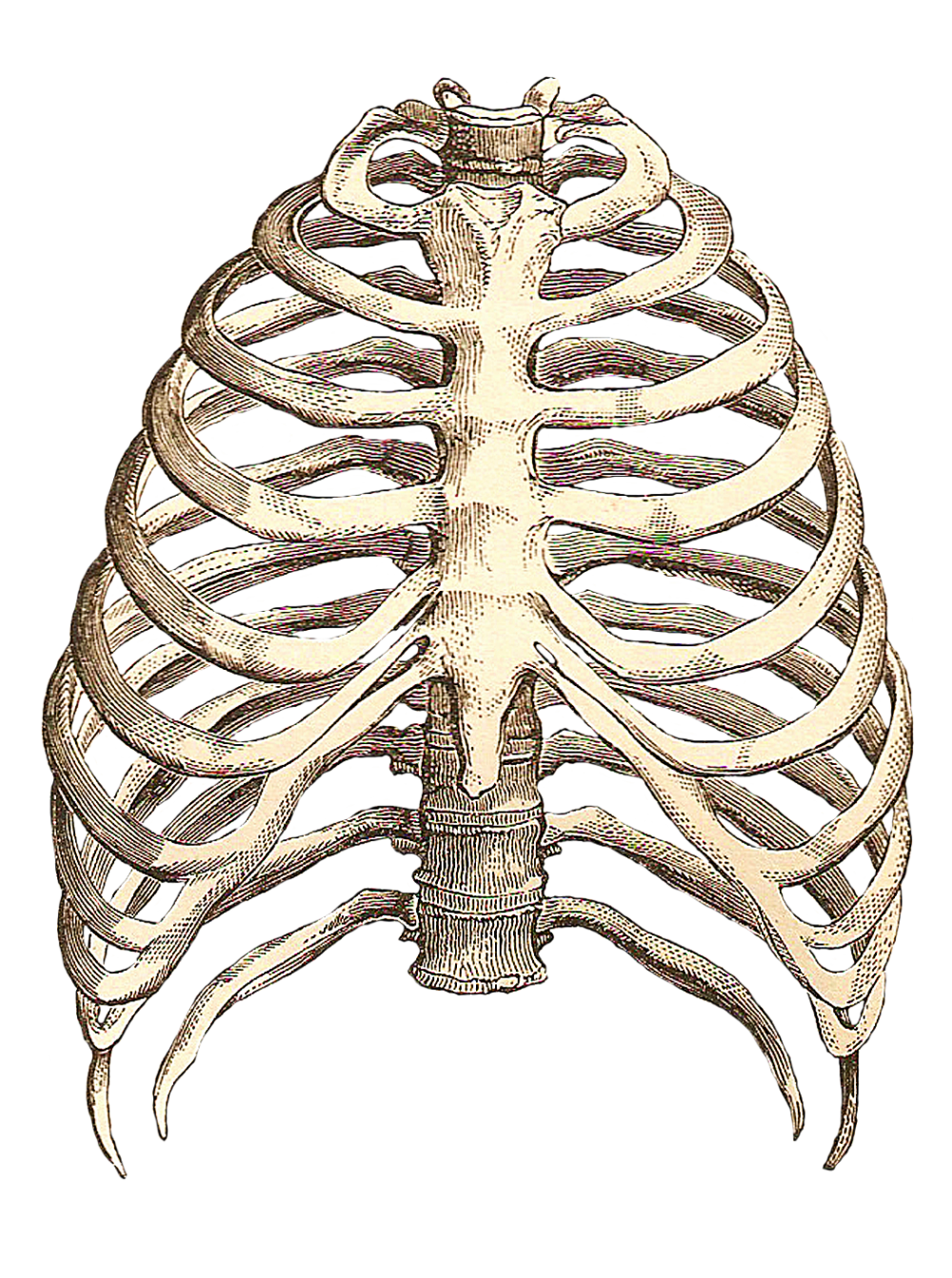 Скелет человека анатомия Грудина