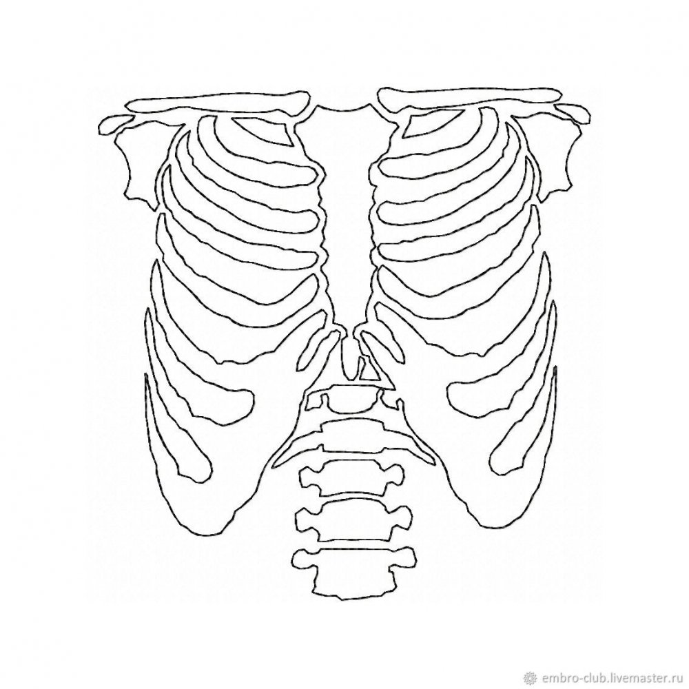 Скелет грудной клетки с сердцем