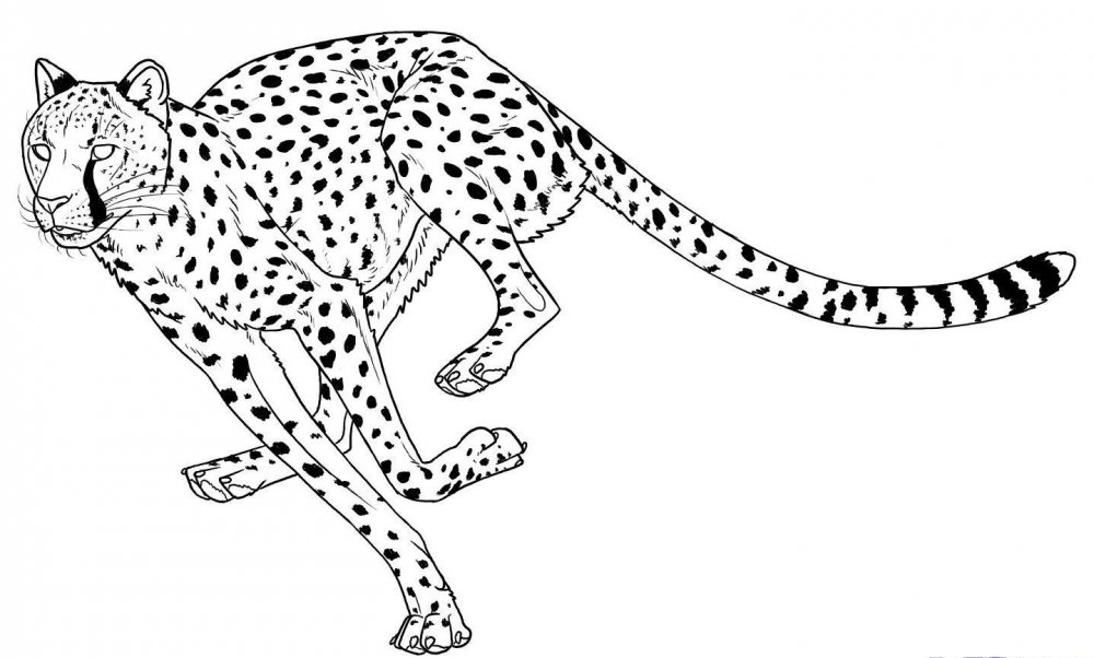 Векторное изображение гепард