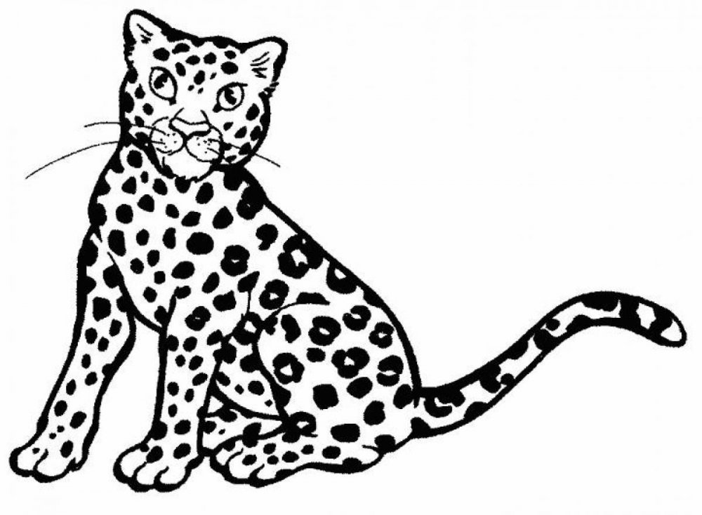Раскраска гепарда и леопарда