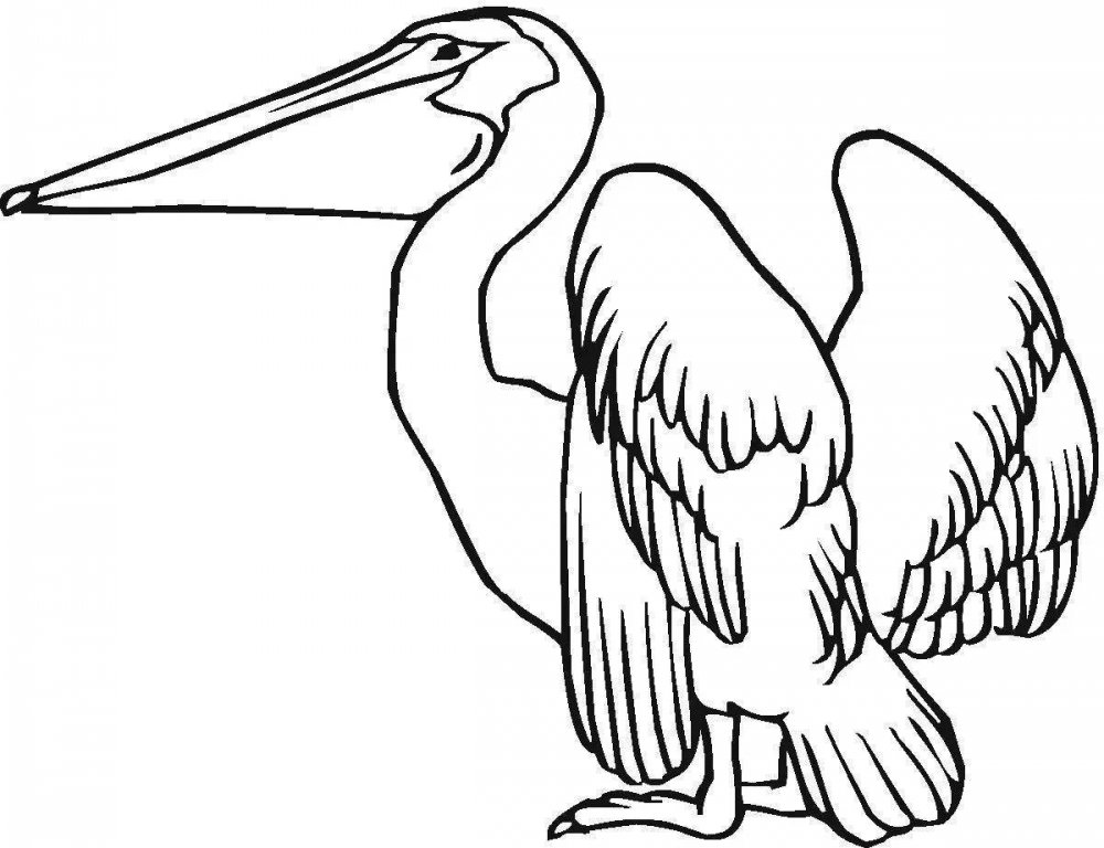 Контуры птиц Пеликан