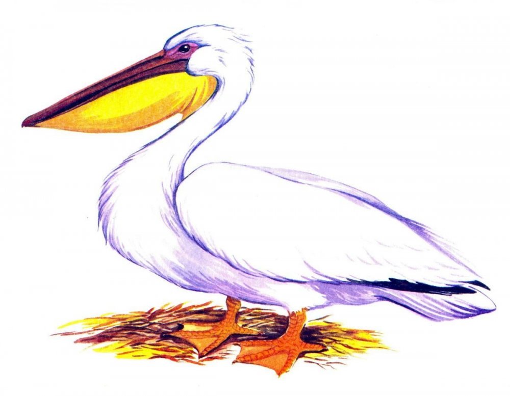 Нарисовать пеликана