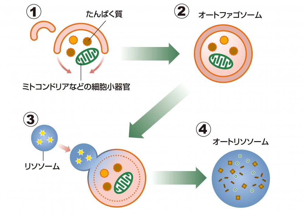 Строение эукариотической клетки