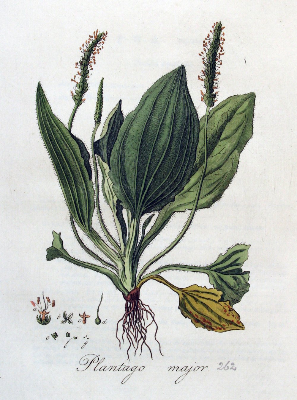 Plantago Major на белом фоне