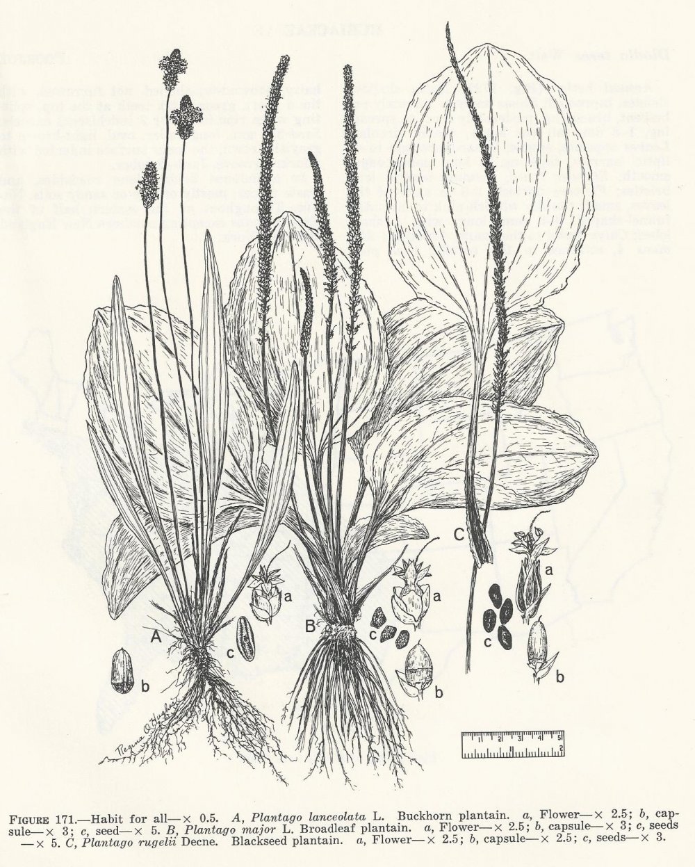Подорожник Ботаническая иллюстрация