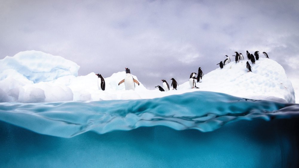 Пингвины из Арктики мульт