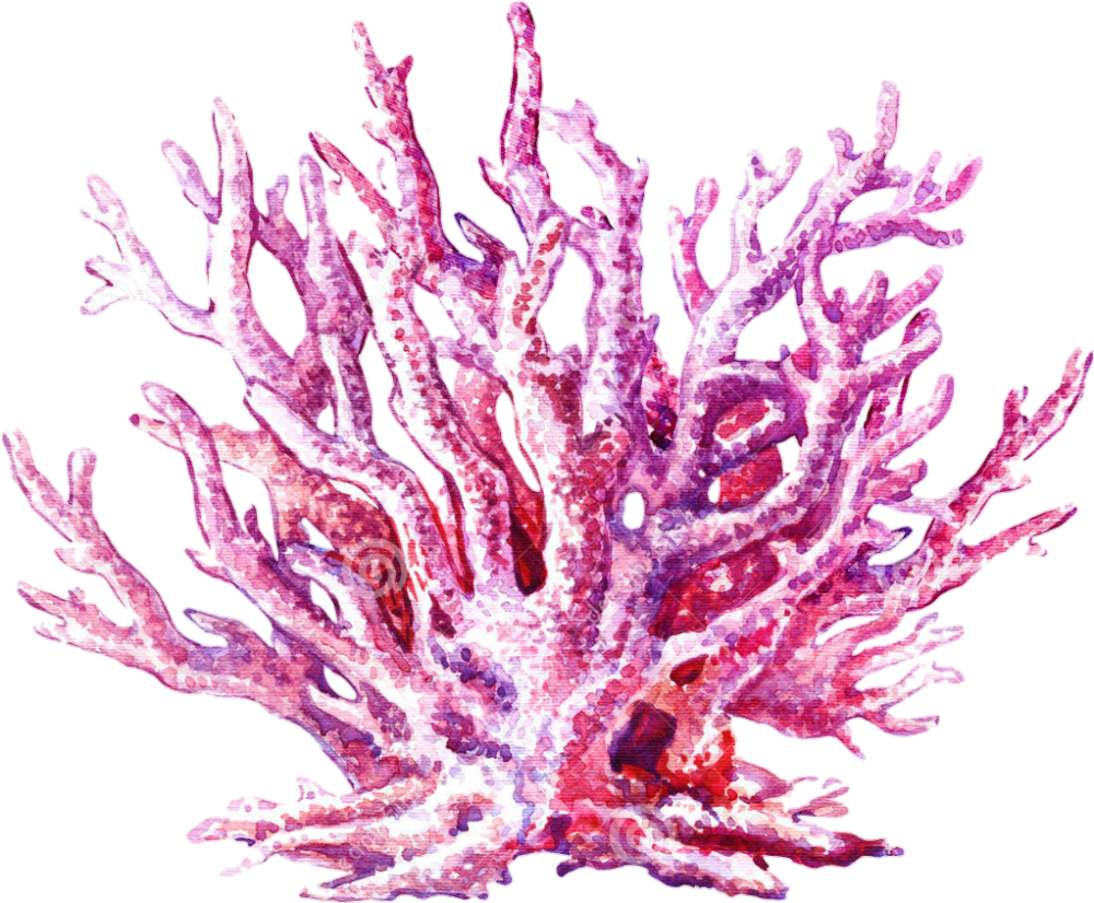 Морские кораллы на белом фоне