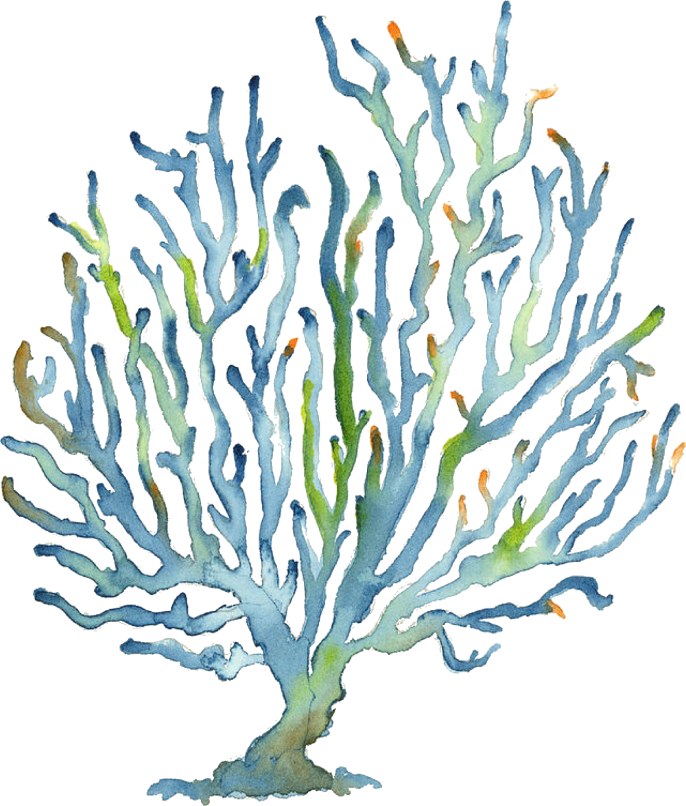 Морские водоросли акварель