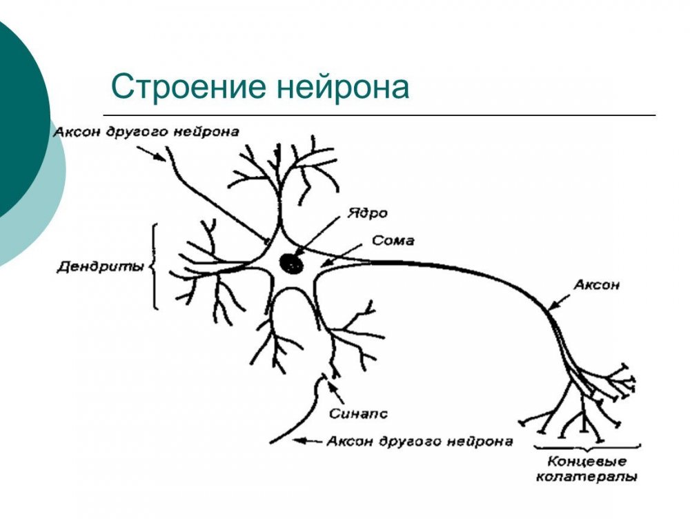 Униполярные Нейроны