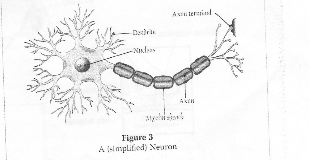 Строение нейрона гистология