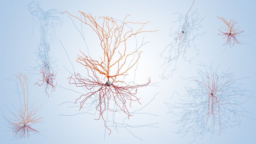 Нервный Импульс в нейронах
