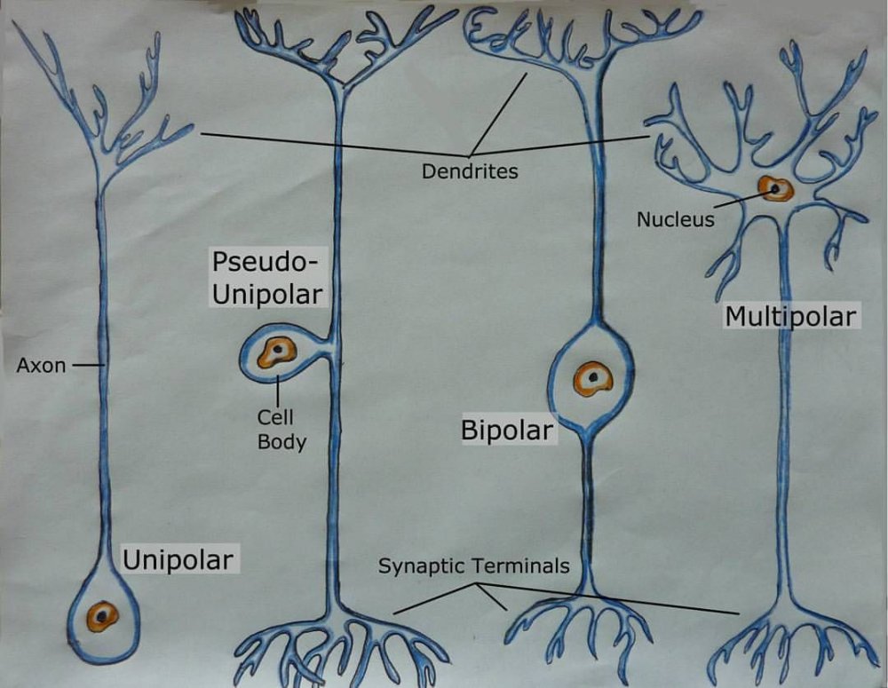 Нейронные синапсы