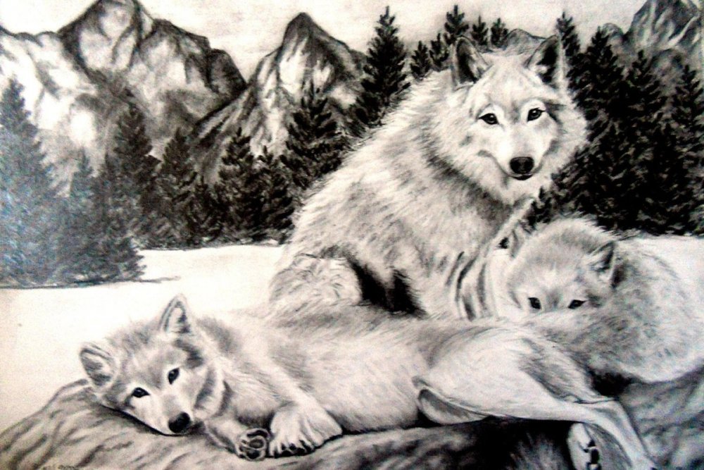 Рисунки волков