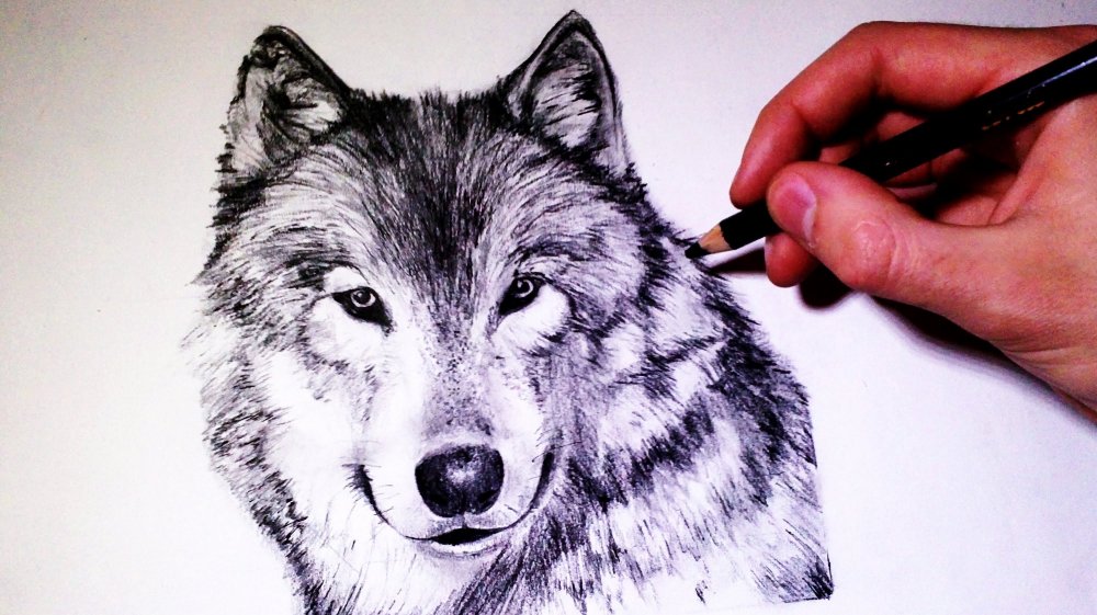 Волчица карандашом