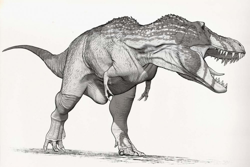 Тираннозавр рекс черно белый