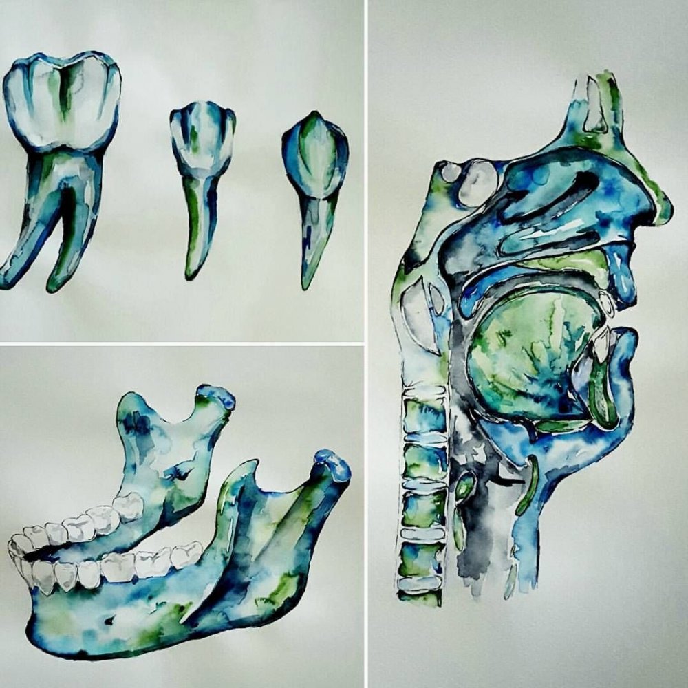 Акварель анатомия зубов
