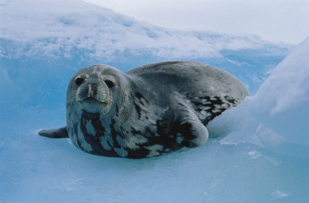 Серый длинномордый тюлень