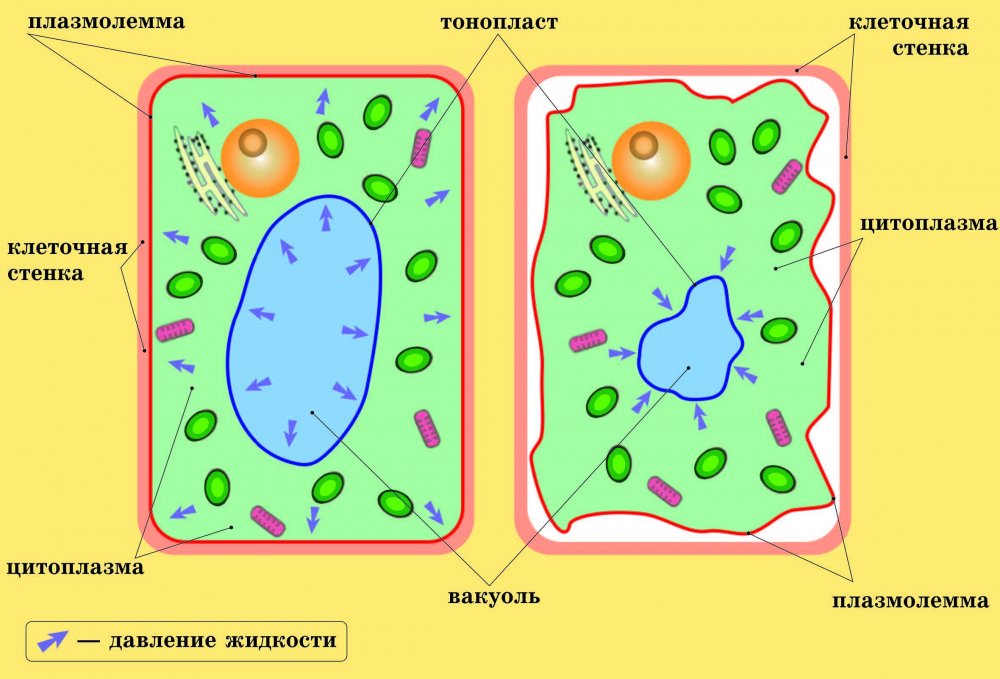 Процесс осмоса в растительных клетках